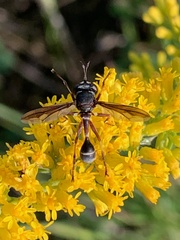 Physocephala furcillata