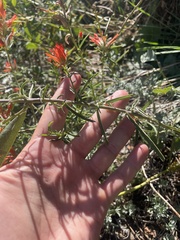 Castilleja linariifolia