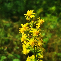 Solidago squarrosa