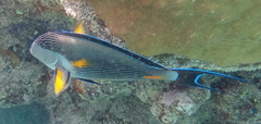 Acanthurus sohal