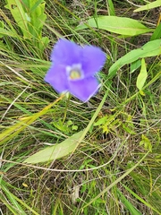 Gentianopsis virgata
