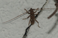 Eburia