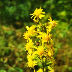 Solidago squarrosa