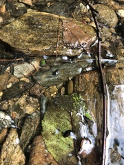 Trichoptera