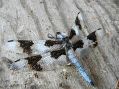 Libellula forensis