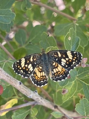 Phyciodes pulchella