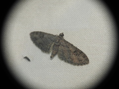 Eupithecia pusillata