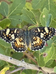 Phyciodes pulchella