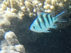Abudefduf sexfasciatus