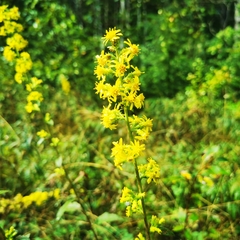 Solidago squarrosa