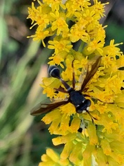 Physocephala furcillata