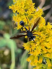 Physocephala furcillata