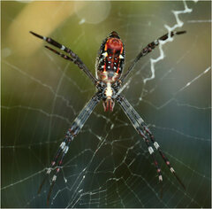 Argiope radon