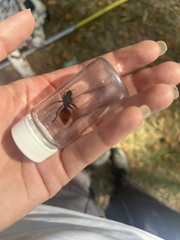 Dasymutilla clotho