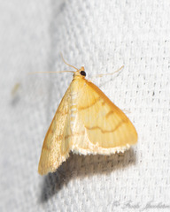 Helvibotys helvialis