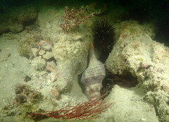 Triplofusus giganteus