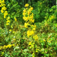 Solidago squarrosa
