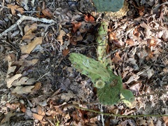 Opuntia macrorhiza