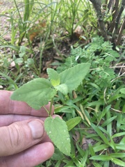 Stachys floridana