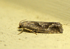 Pelochrista corosana