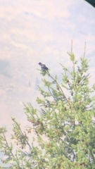 Melanerpes lewis