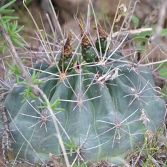 Hamatocactus hamatacanthus hamatacanthus