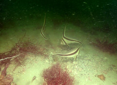 Eques lanceolatus
