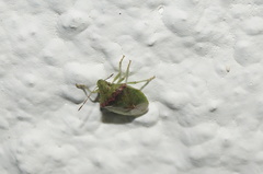 Cyptocephala