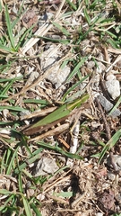 Omocestus viridulus