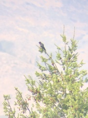 Melanerpes lewis