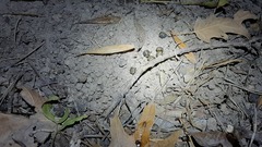 Leporidae
