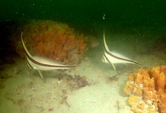 Eques lanceolatus