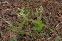 Habenaria quinqueseta