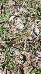 Omocestus viridulus