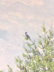 Melanerpes lewis