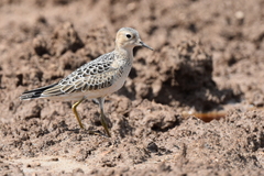 Calidris subruficollis