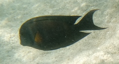 Ctenochaetus striatus