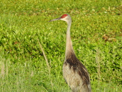 Antigone canadensis pratensis