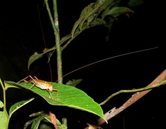 Ischnomela pulchripennis
