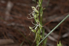 Habenaria quinqueseta