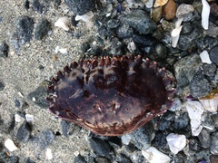 Romaleon antennarium