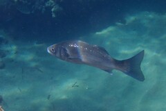 Dicentrarchus labrax