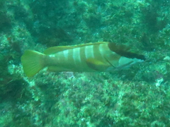 Epinephelus fasciatus