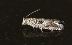 Epiblema abruptana
