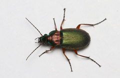 Chlaenius nigricornis