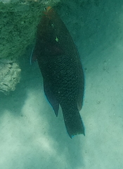 Scarus niger