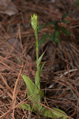Habenaria quinqueseta