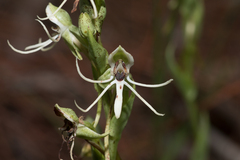 Habenaria quinqueseta