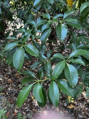 Kalmia latifolia
