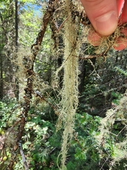 Usnea dasopoga